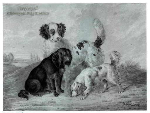 165A Gundogs Various